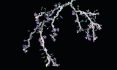 Branch Crystal Chandelier